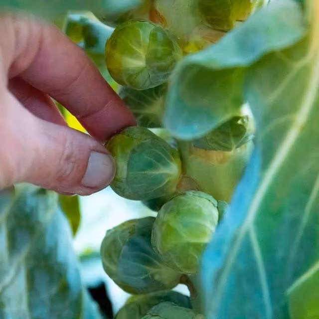 Marshalls Garden Doric F1 Brussels Sprout Seeds, Green