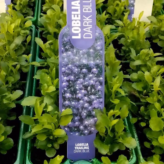 Plants By Post Lobelia Trailing Plants with Dark Blue Blooms, 12 Plants Pack