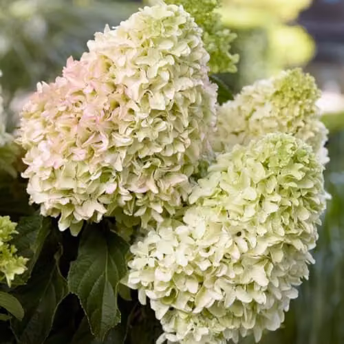 Thompson & Morgan Hydrangea Little Fresco Compact Hardy Ornamental Shrub, White and Multicolour, 9cm Pot – 1