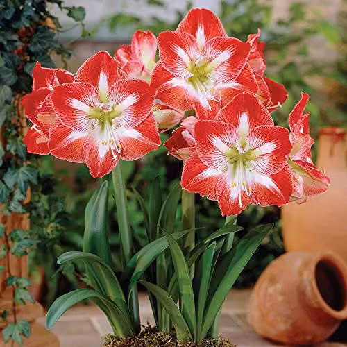 Thompson and Morgan Amaryllis Collection Indoor House Plant Tender Bulbs, 4 Varieties, Multicolour, 4 Bulbs – 3