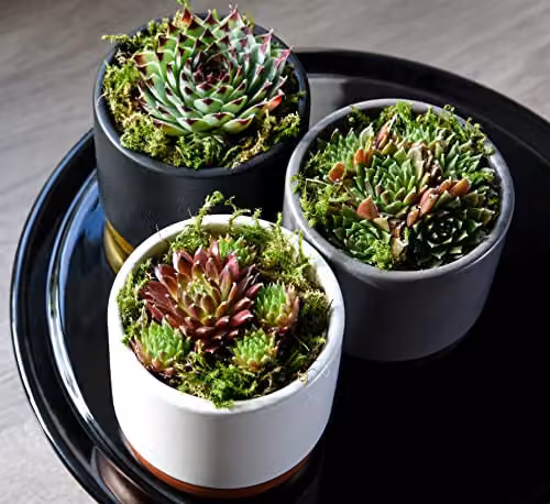 Thompson & Morgan Mixed Indoor Sempervivum Succulent Plants in Green Plastic Pots – 3