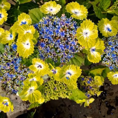 Thompson & Morgan Hydrangea Teller Green Dream Blue Ornamental Shrub in 14cm Pot – 3
