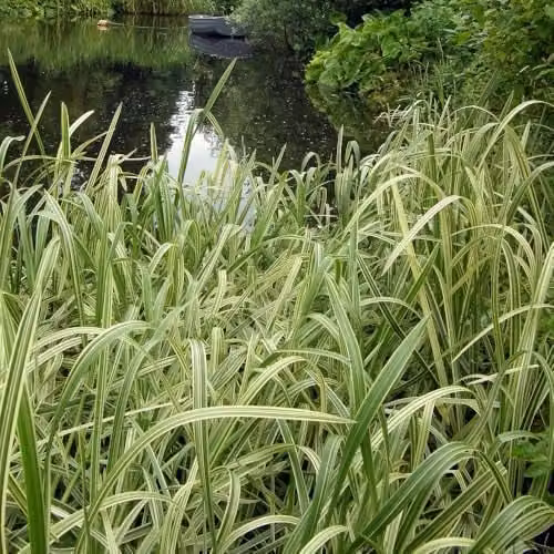 Thompson and Morgan Glyceria Maxima Variegata Variegated Reed Sweet Grass, Hardy Perennial Ornamental Aquatic Plant with Purple and Green Summer Flowers, 3 x 1 Litre Pots