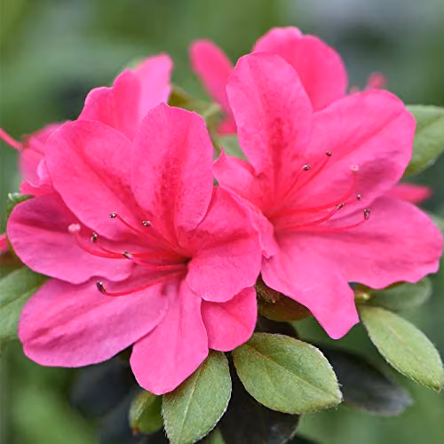 Thompson and Morgan Azalea Dwarf Pink Rhododendron Hardy Evergreen Shrub with Fuchsia-Pink Flowers, 9cm Pot