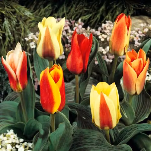 YouGarden Early Flowering Short Tulip Mix, 50 Multicolour Bulbs – 2