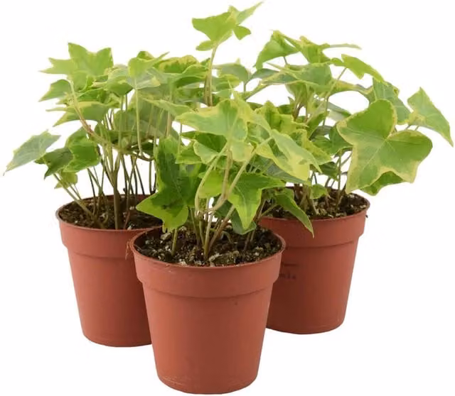 Plants by Post Trailing Ivy Hedera Gold Evergreen Variegated Climbing Houseplant in 9cm Pot