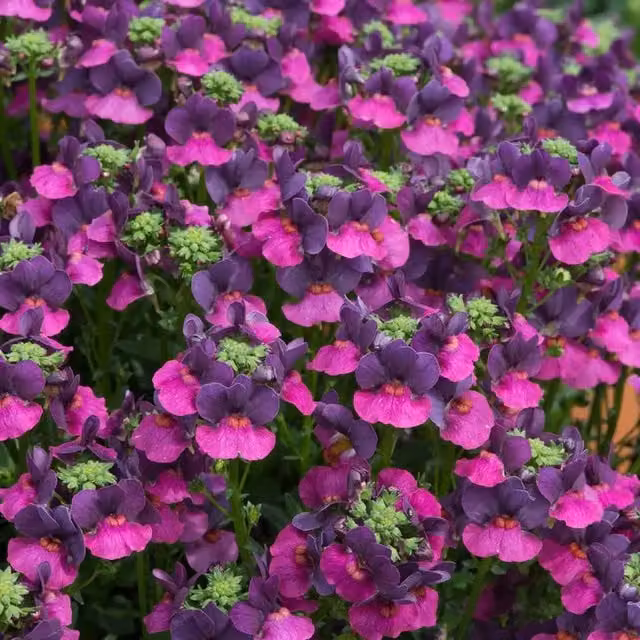 Plants by Post Nemesia Lady Lisa Pink Bedding Plants, 2 x 1L Pots