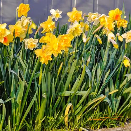 YouGarden Mixed Narcissus Bulbs, Set of 50 Yellow Spring Flowering Daffodils for Autumn Planting – 2