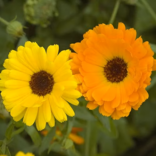 Thompson and Morgan Fiesta Gitana Mixed Calendula Seeds, Multicolour Hardy Annual Flower Seeds, Approx. 160 Seeds – 1