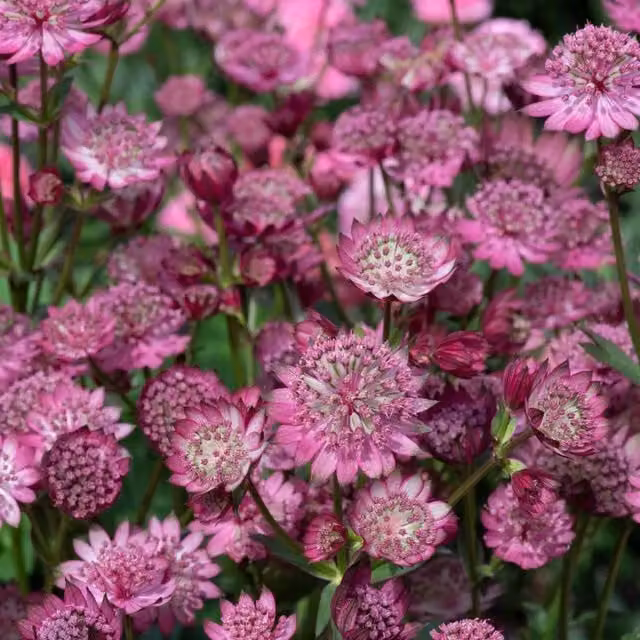 Marshalls Garden Astrantia major Button Cerise Perennial Ornamental Plant, Red/Pink