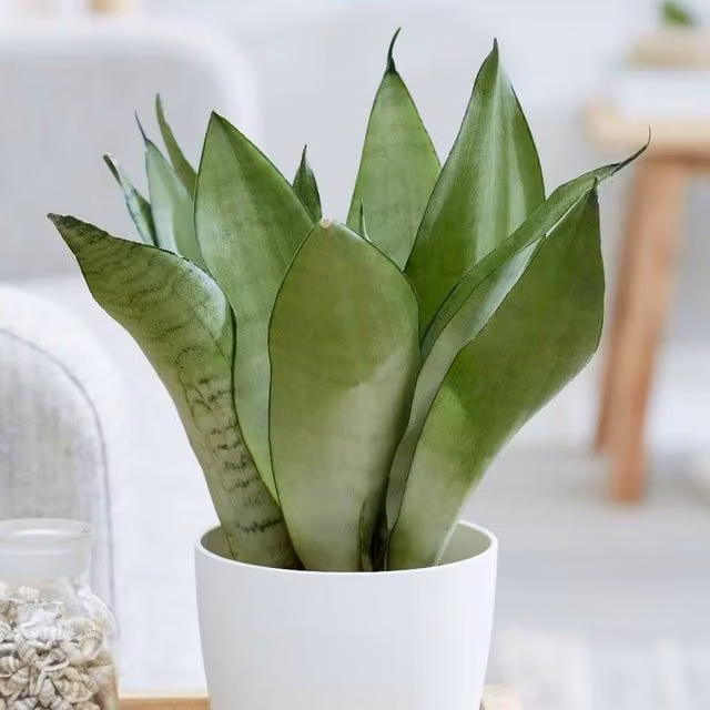 Primrose Sansevieria Trifasciata Moonshine Mother-In-Laws Tongue Plant in a 9cm Green Pot, Height: 30 cm