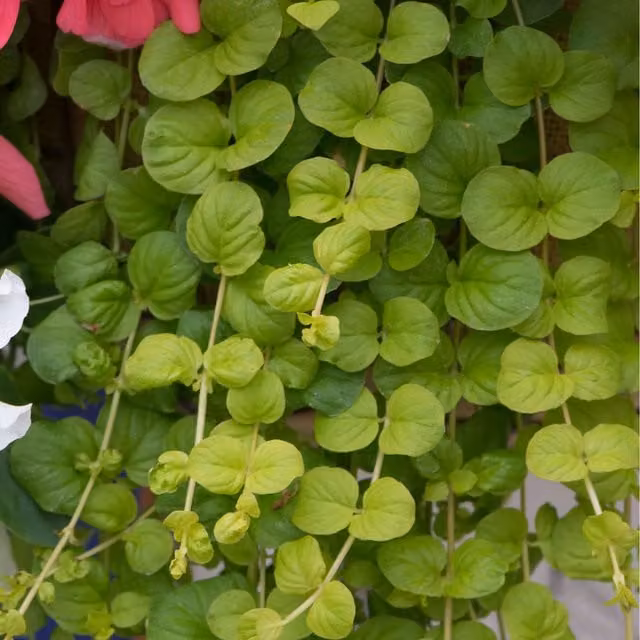Plants By Post Pack of 3 Lysimachia Aurea Golden Creeping Jenny Perennial Ground Cover Plants, Yellow-Green, 9cm Pots