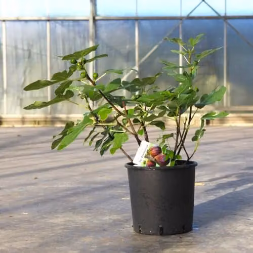 Thompson & Morgan Ficus carica Del Portogallo Fig Tree with Purple Fruit, 12 Litre Pot