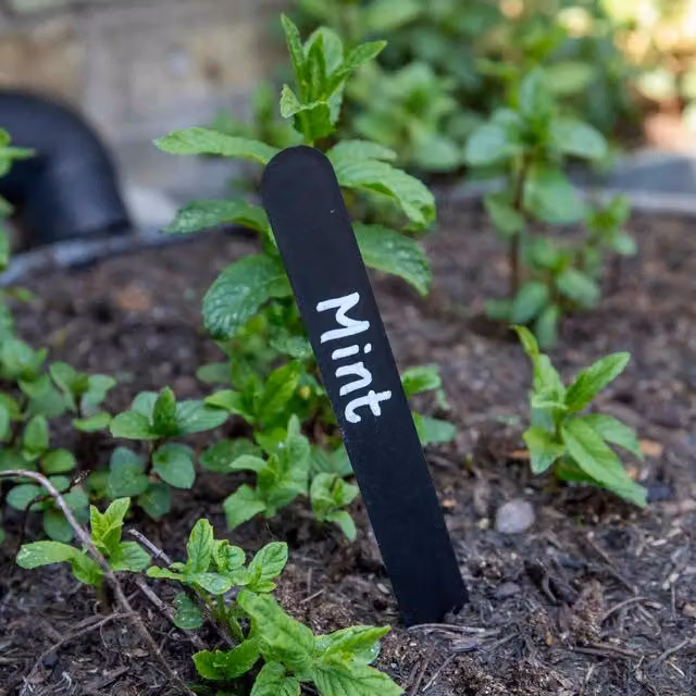 Marshalls Black Plastic Garden Plant Labels for Ornamental and Herb Gardens
