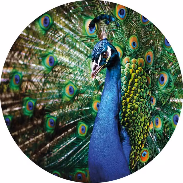Wizard+Genius Round Peacock Non-Woven Wall Mural, Green and Multicolour, W: 140 cm, H: 140 cm