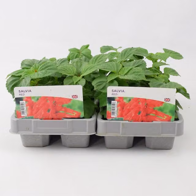 Plants By Post Red Salvia Ornamental Shrubs, 12 Plants