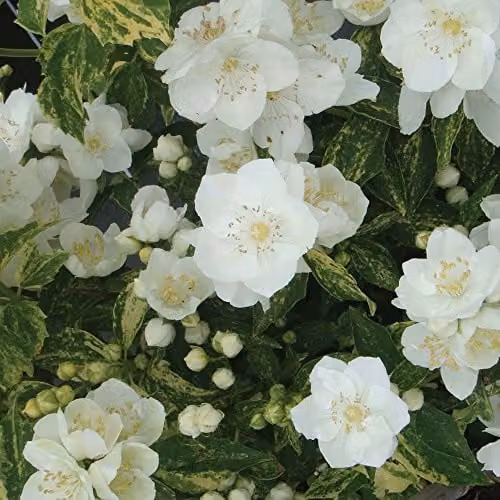 Thompson & Morgan Philadelphus Innocence Hardy Perennial Ornamental Shrub, White and Yellow Flowers, Potted Garden Plant – 3