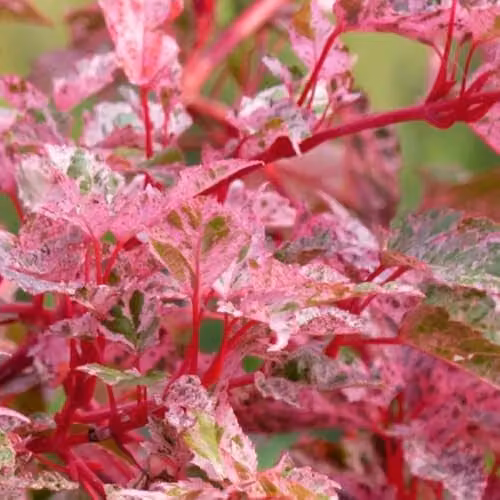 Thompson & Morgan Acer Conspicuum Red Flamingo Variegated Multi-Stemmed Ornamental Shrub, 3 Litre Pot