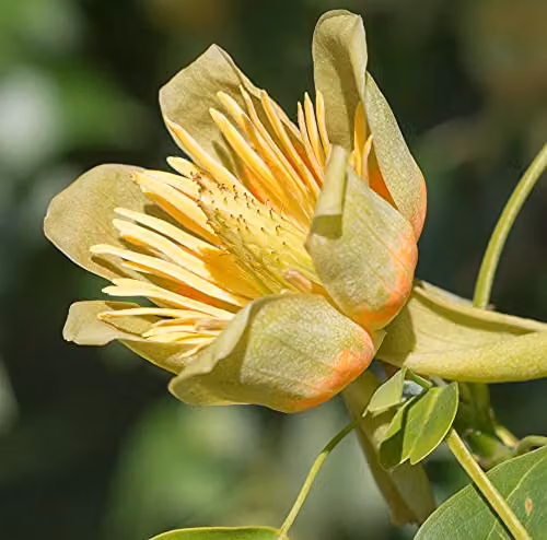 Thompson and Morgan Liriodendron Tulipifera Ornamental Garden Tree, 1 x 9cm Potted Plant – 2