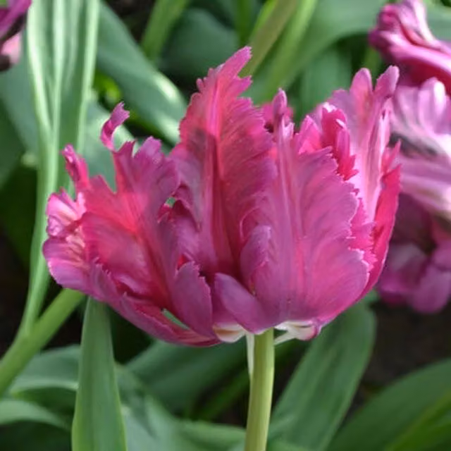 Plants By Post Pack of 15 Deep Purple Tulip Parrot Negrita Bulbs