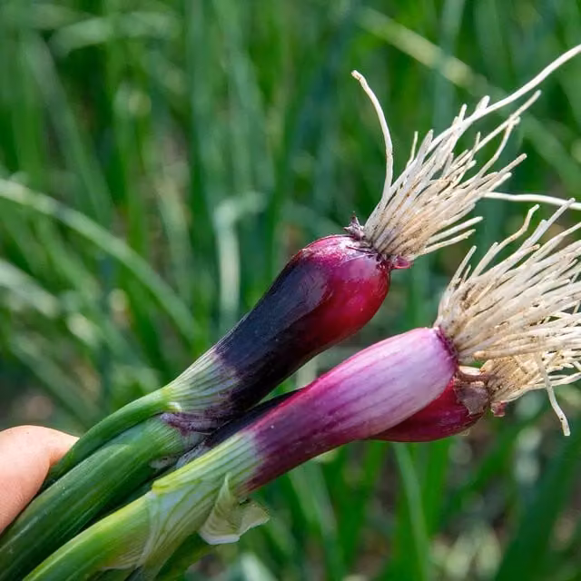 Marshalls Lilia Red Spring Onion Seeds, Dual-Purpose Salad and Bulb Onions, 500 Seeds