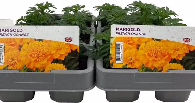 Plants By Post Marigold French Orange Bedding Plants, 12 Pack