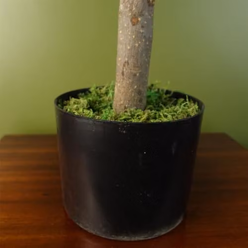 Botanik Realistic Green Artificial Potted Topiary Tabletop Tree H 70 x W 40 x D 40 cm – 2