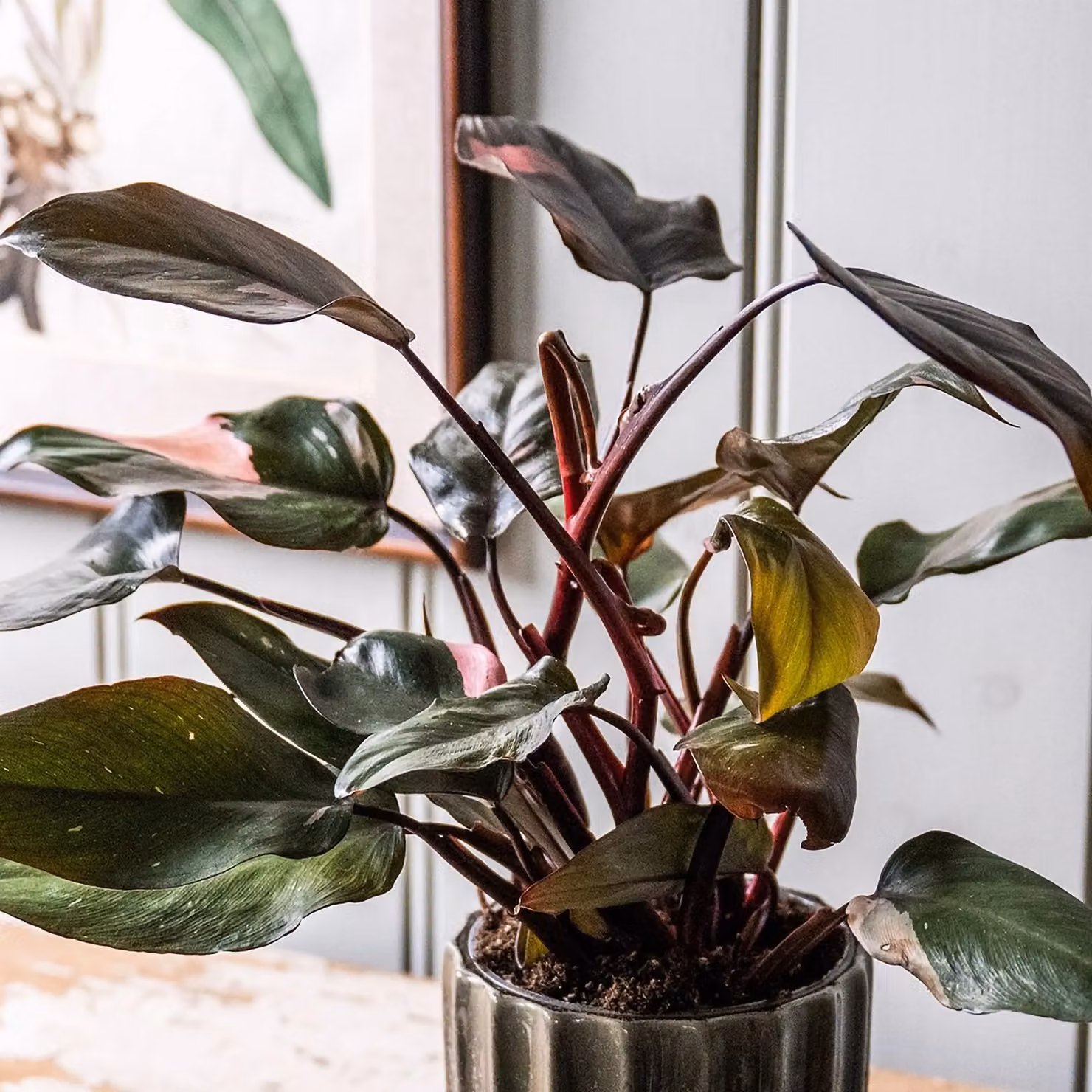 Primrose Pink Princess Philodendron Indoor Plant with Pink and Green Foliage, 25 cm, 12 cm Pot – 4