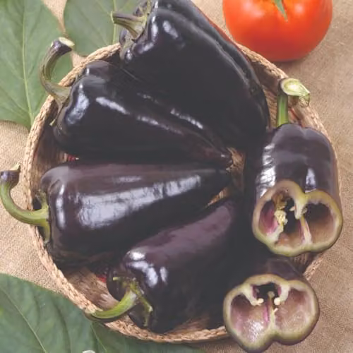 Thompson & Morgan Sweet Pepper Black Knight F1 Hybrid Seeds, 8 Seeds per Packet, Purple-Black