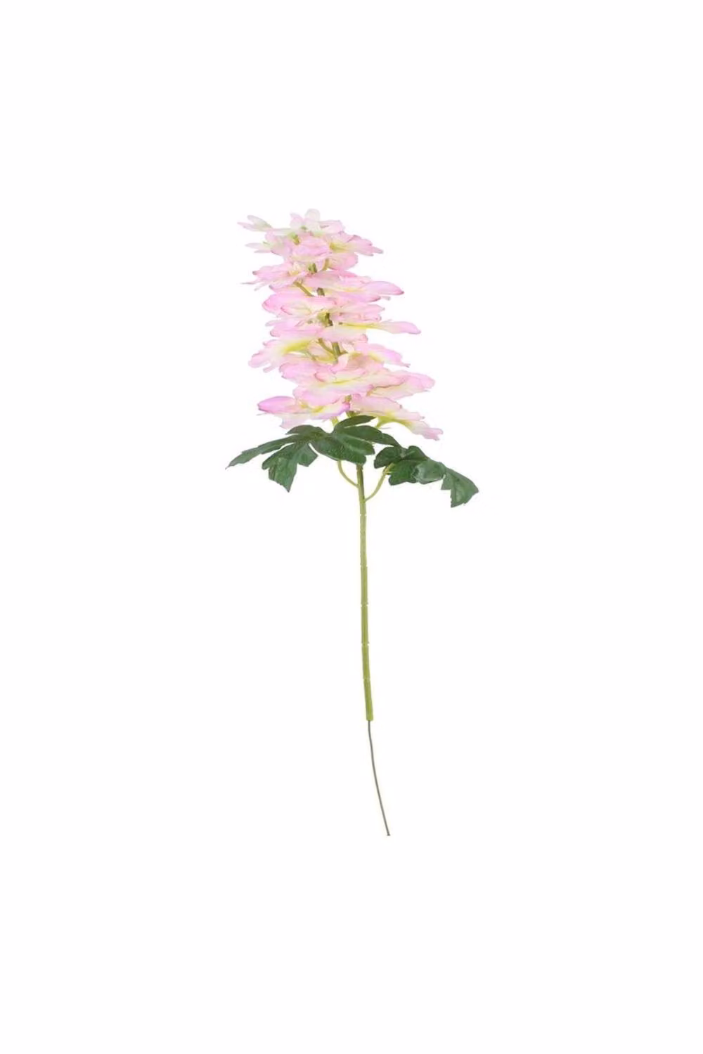 KDMD Cream Pink Arundel Garden Delphinium 5 Pack – 3