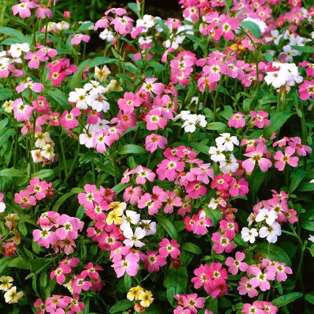 Unwins Virginia Stardust Mix Multicolour Flower Seeds