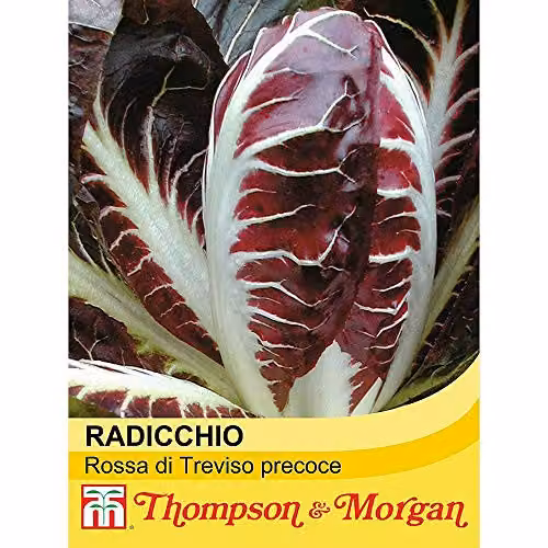Thompson and Morgan Radicchio Rossa di Treviso Precoce Red Vegetable Seeds, 300 Seeds – 2