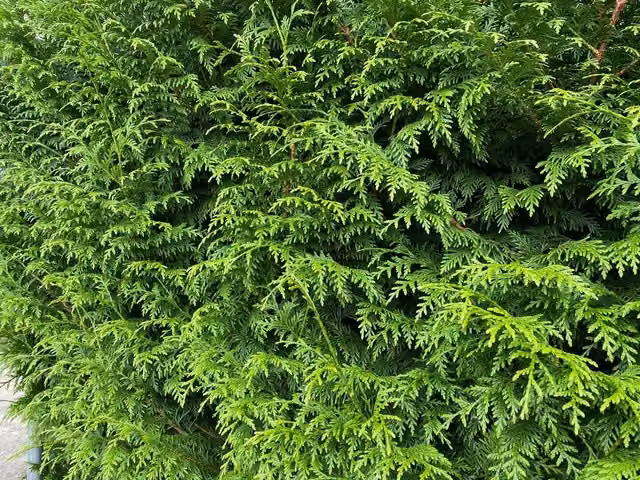 Direct Plants Thuja Plicata Gelderland Western Red Cedar Hedge Plants, Pack of 10, 3 Litre Pots, Green