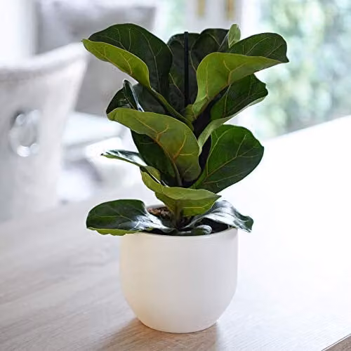 Thompson and Morgan Ficus Lyrata Compacta Fiddle-Leaf Fig Indoor House Plants, Set of 3 Green Potted Plants, 9cm Pot – 1