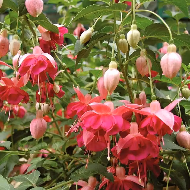Set of 3 Pink Fuchsia Bedding Plants by Plant Theory in 9cm Pots
