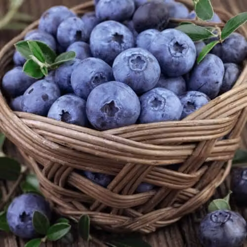 Thompson & Morgan Blueberry Bluegold Self-Fertile Variety, 3 x 9cm Potted Plants