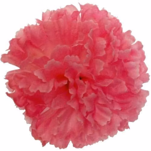 FSUK Pink Carnation Artificial Silk Flowers for Wedding and Funeral Tributes
