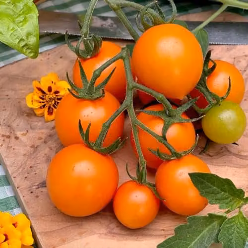 Thompson & Morgan Tomato Merrygold F1 Orange Cherry Vegetable Seeds