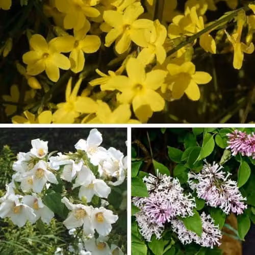 Thompson & Morgan Hardy Shrub Trio, 6 Multicolour Ornamental Plants in 9cm Pots