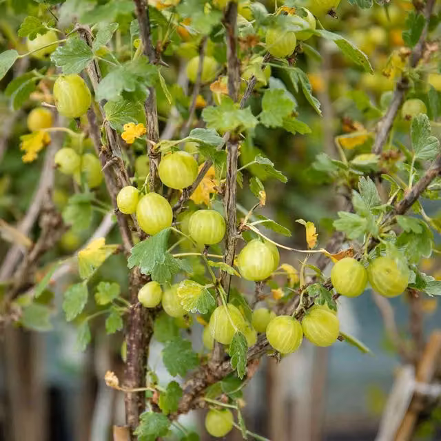 Marshalls Garden Gooseberry Hinnonmaki Green Standard Plant, Green
