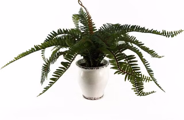 Green Artificial Palm Fern Bush in a Ceramic and Plastic Decorative Planter