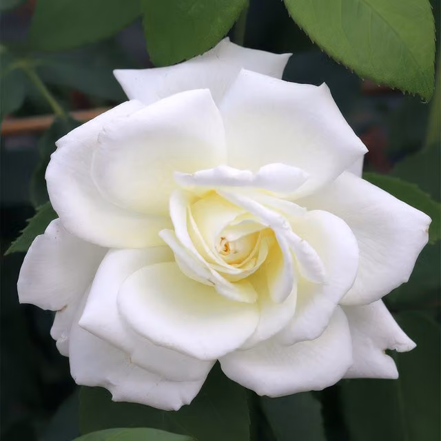 Plant Theory Sugar Moon Hybrid Tea Rose Wekmemolo White Flowering Ornamental Shrub in 4L Pot