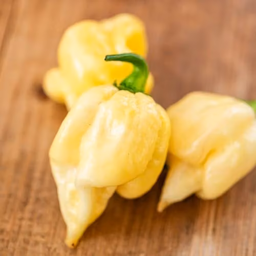 Thompson & Morgan Chilli Pepper White Chocolate Seeds, White and Dark Chocolate Habanero, 10 Seeds
