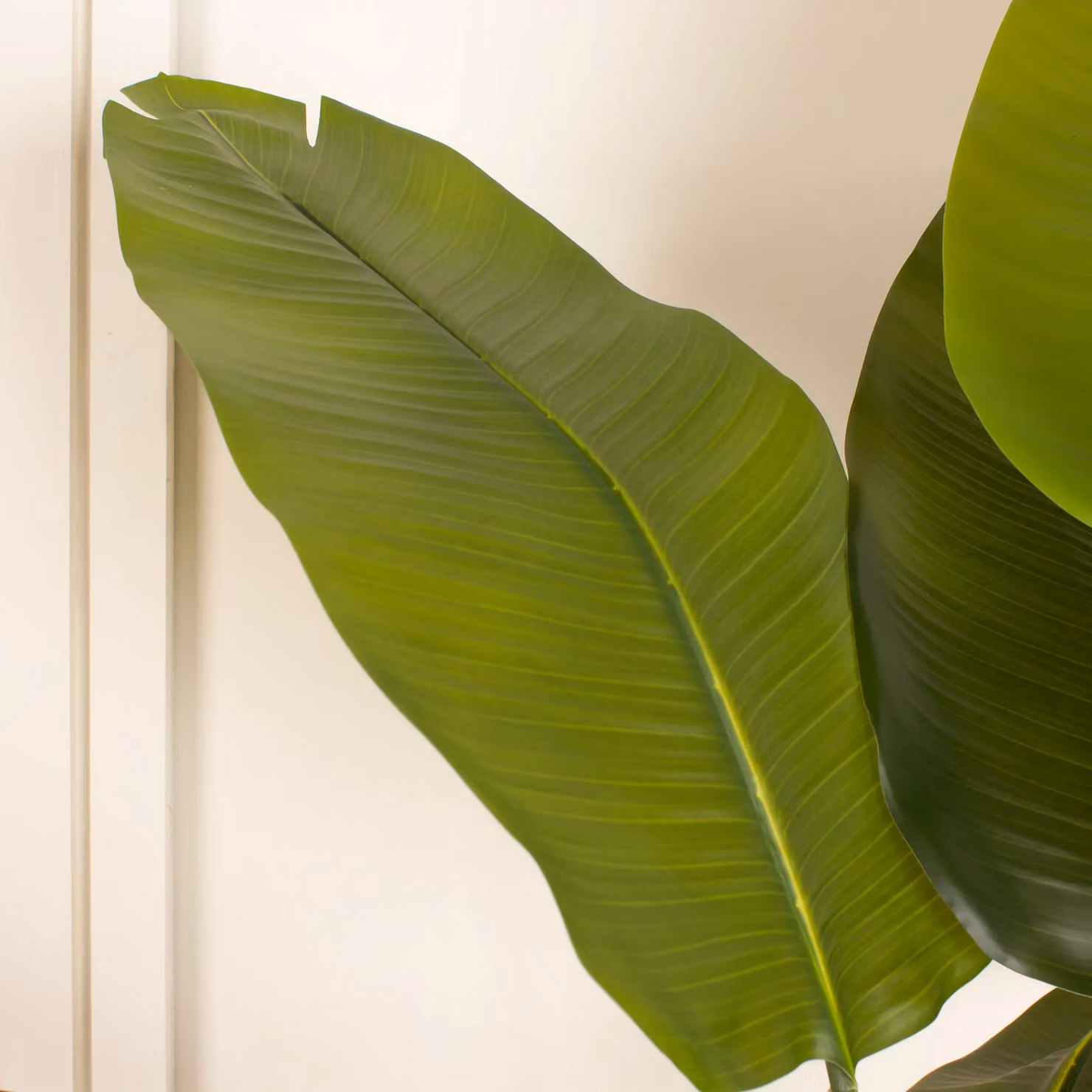 Scottish Everlastings Ltd 180cm Real Touch Banana Tree in Green – 3