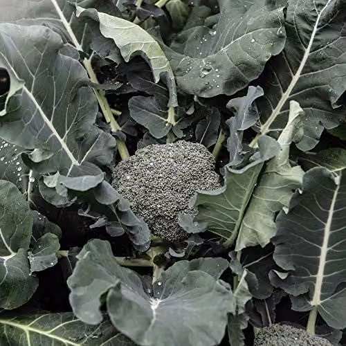 Thompson and Morgan Broccoli Seeds Green Magic Hardy Annual Vegetable, 35 Seeds – 1