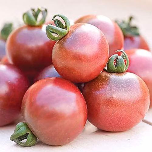 Thompson and Morgan Rosella Cherry Tomato Seeds, 10 Seeds per Packet