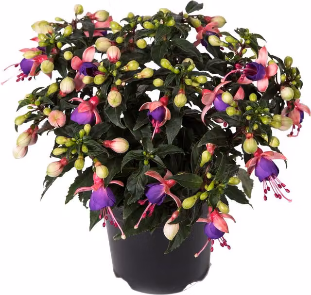 Plants By Post Fuchsia Bella Mariska Ornamental Garden Shrubs, 3 x 9cm Pots, Pink, White, Green and Purple