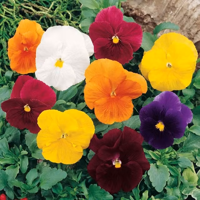 Unwins Clear Crystals Mix Pansy Flower Seeds, Green and Multicolour