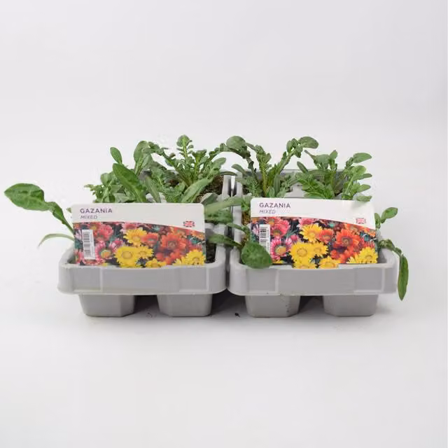 Plants By Post Gazania Mixed Bedding Plants, 12 Plants, Multicolour