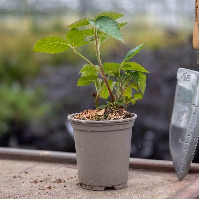 Marshalls Garden Lowberry Blackcurrant Little Black Sugar Berry Bush Shrub